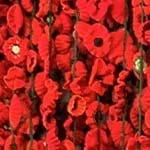 Close up of the knitted poppies
