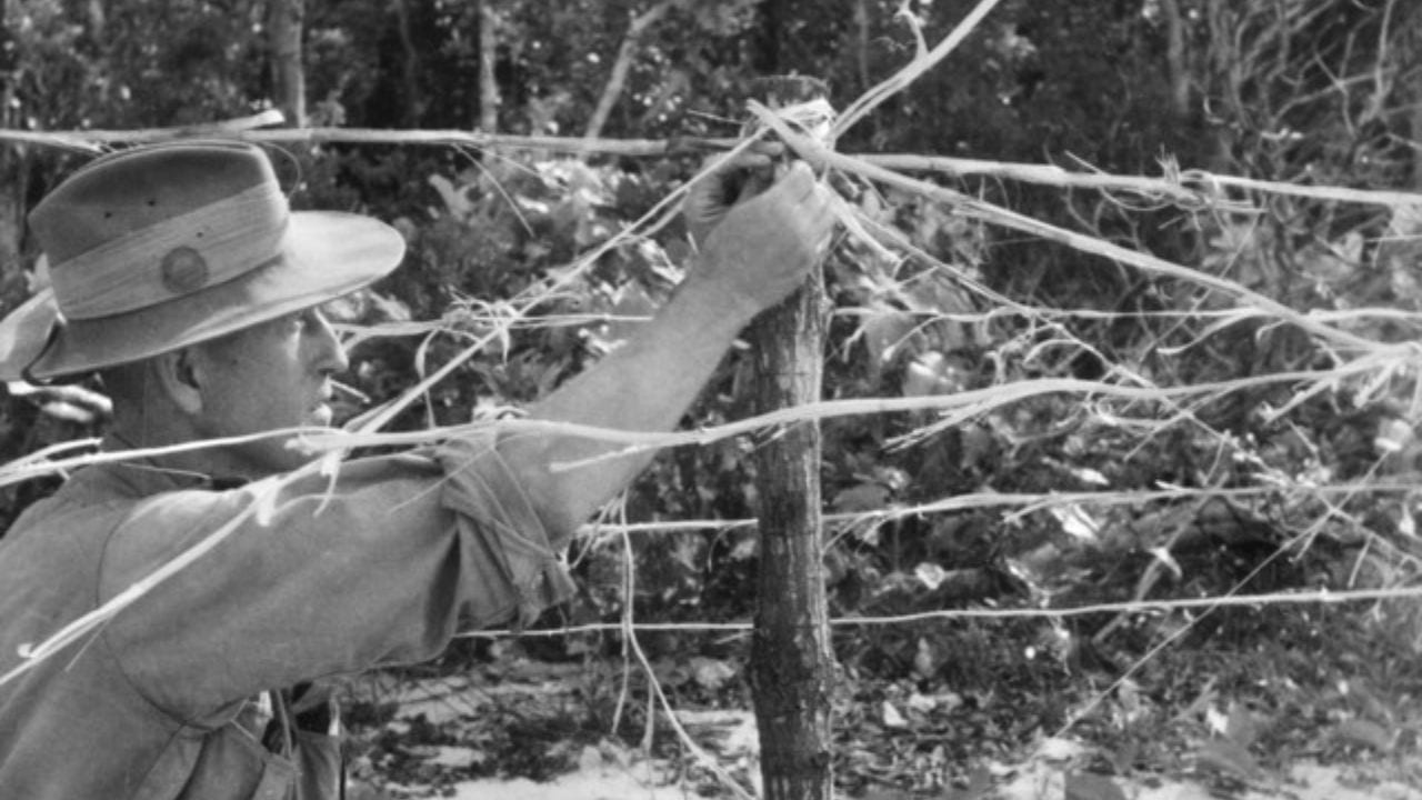Imitation barbed wire entanglements made from jungle creepers on Goodenough Island, 1943